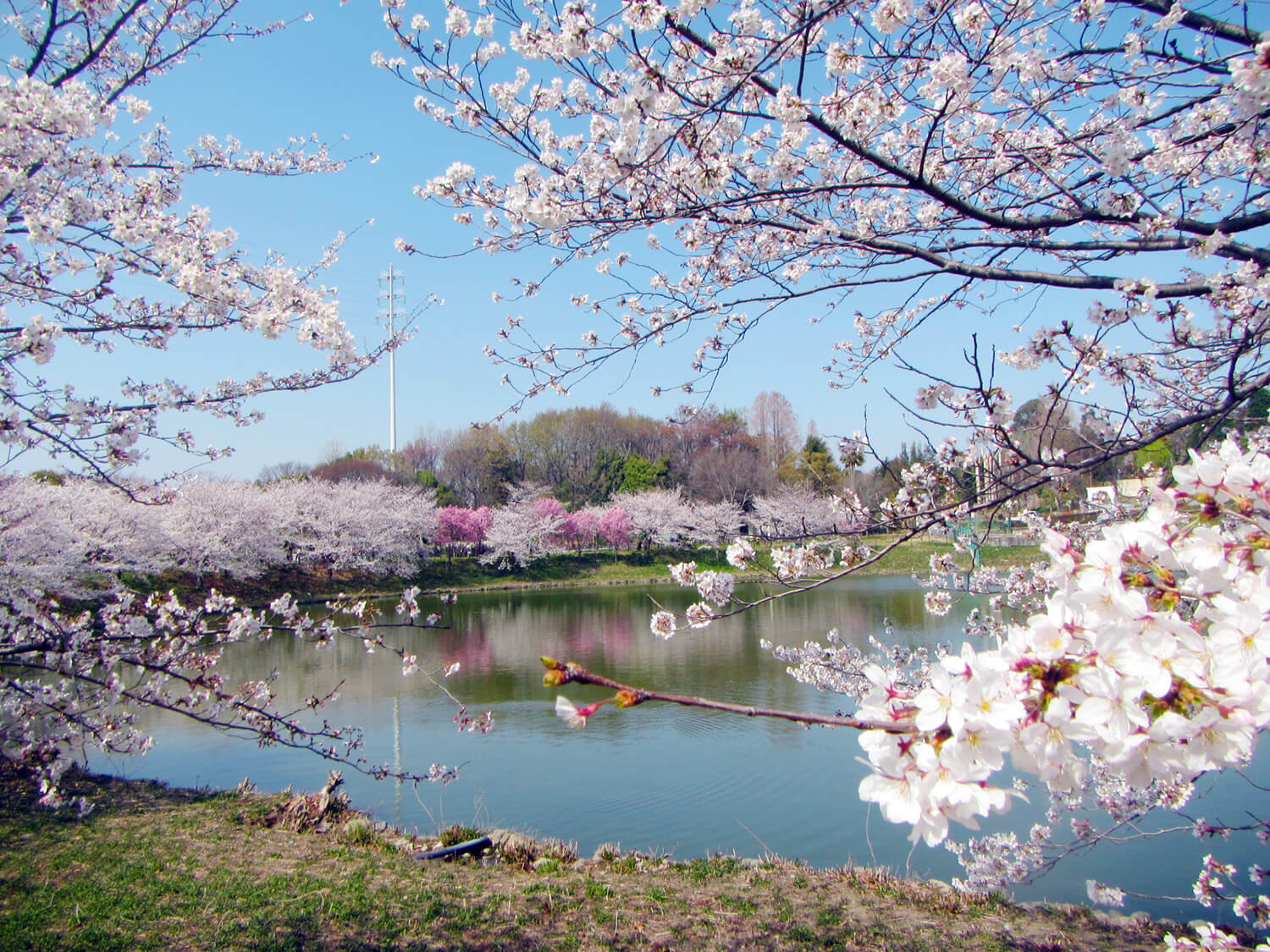 染井吉野環繞著大池塘。 橫洲的深粉色是絕妙的點綴