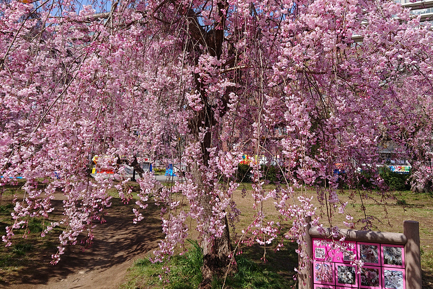 公園裡最多的八重紅梨。 它以亮粉色的花朵為特色