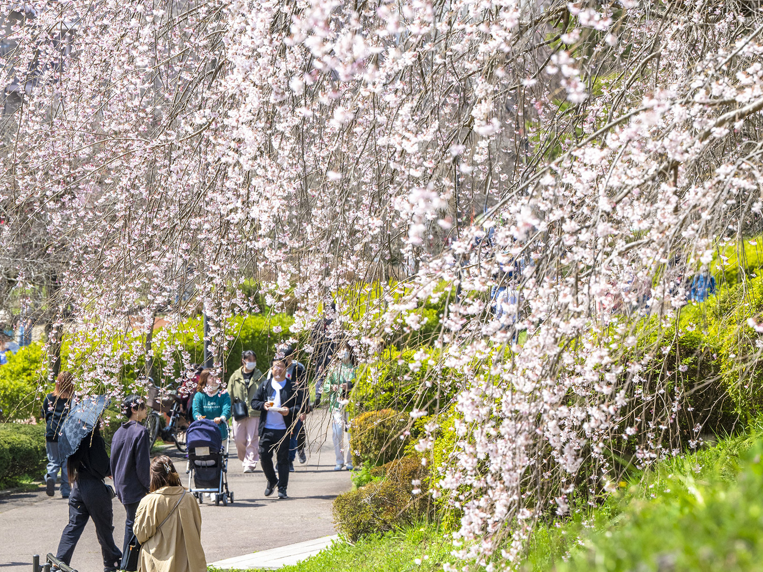 提供：仙台市觀光國際協會