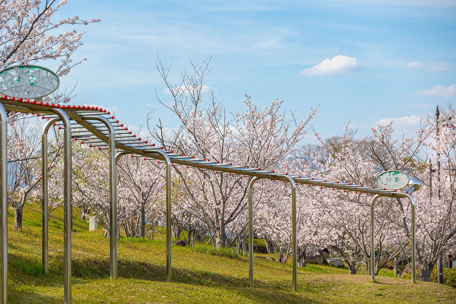 除了櫻花，曾被吉尼斯認證為世界最長便便吧的102公尺長的「猴吧」（目前排名第二）也很有名