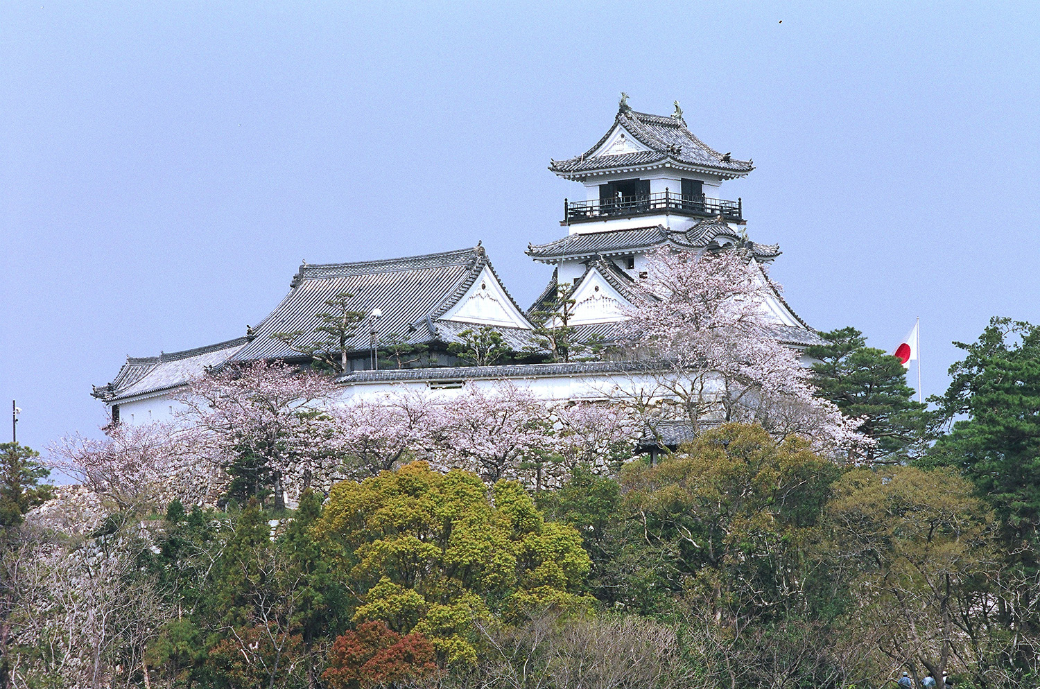 高知城的天守閣是日本現存的12座天守閣之一。 從天守閣俯瞰的公園裡的櫻花也很壯觀。