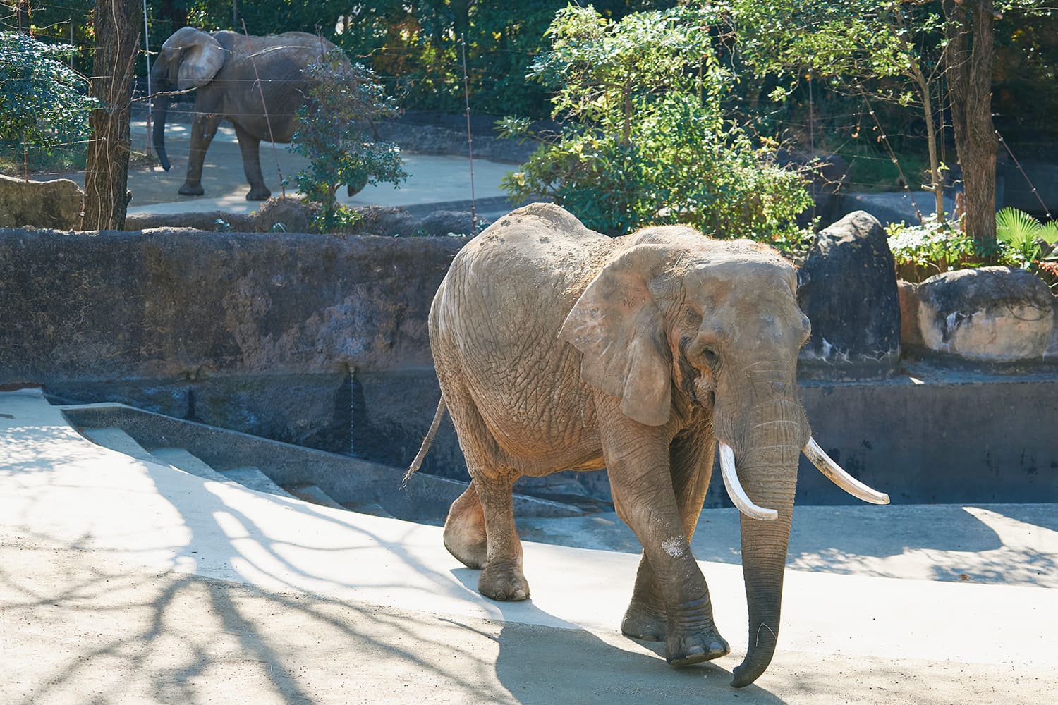 你可以看到強大的非洲象和獅子