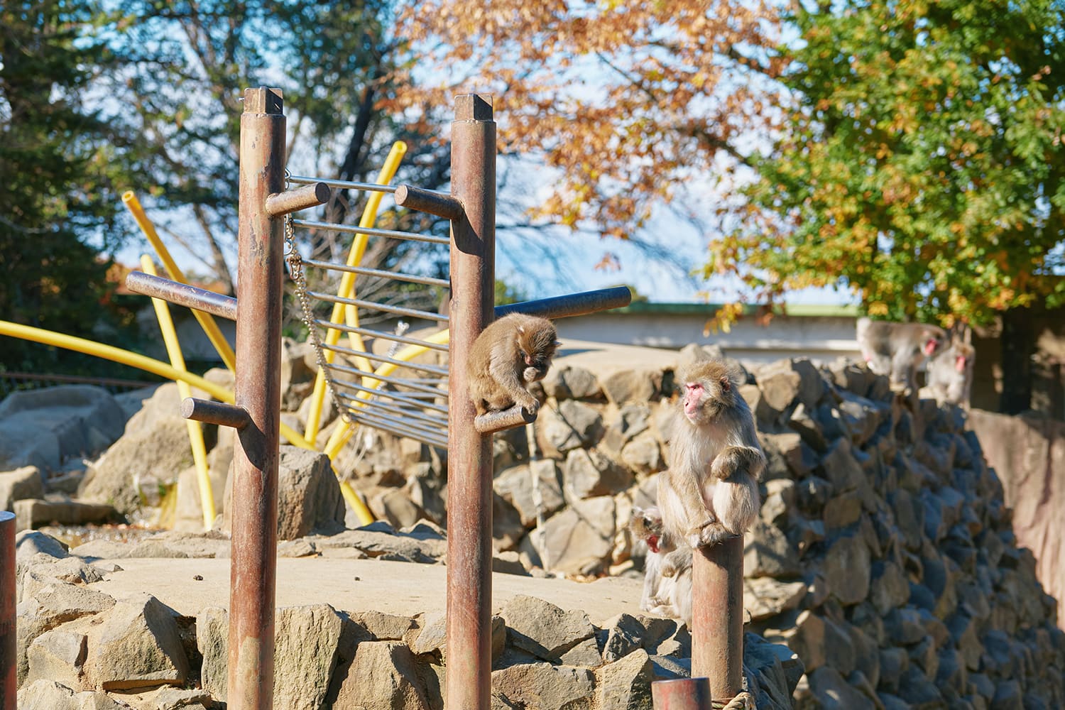 成群結隊的日本獼猴。 「日本獼猴點心」1杯100日圓