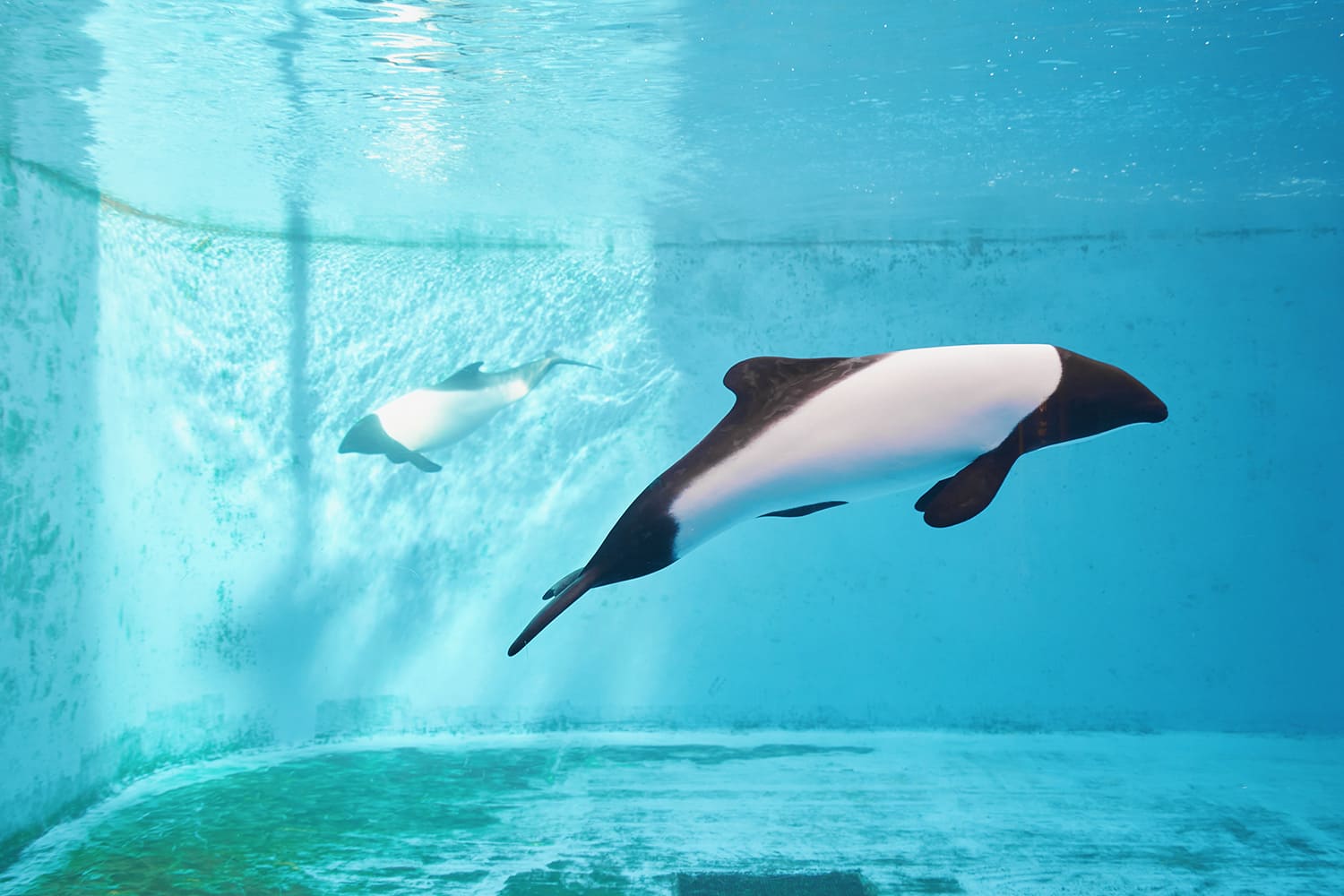 「伊羅瓦海豚」是一種生活在南半球的稀有小型海豚。 黑白相間的身材令人印象深刻