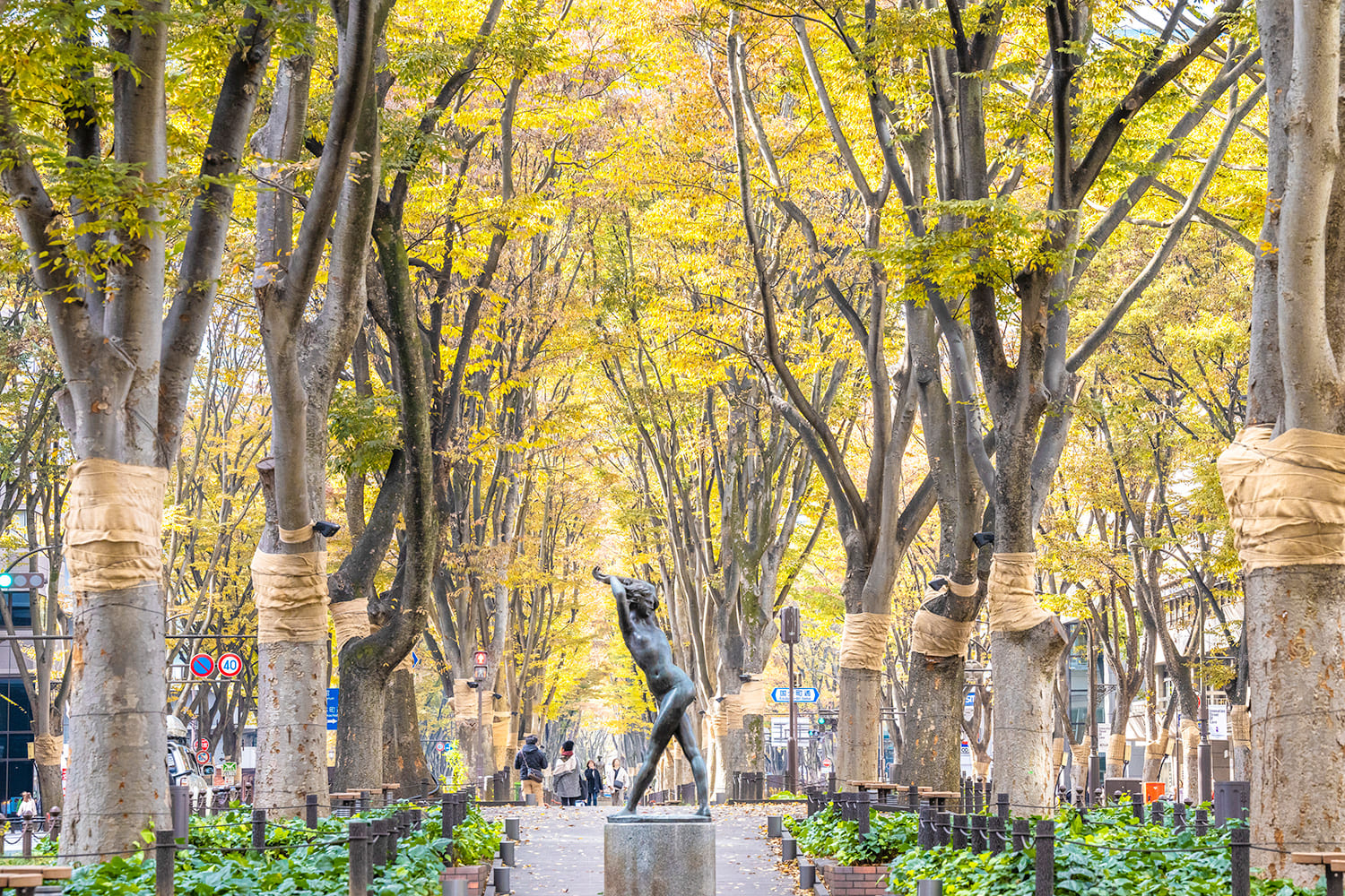 這是一條長約700米的街道，連接仙台站前的街道和西公園通。 四排約160棵櫸樹一直延伸，秋天成為著名的紅葉勝地。