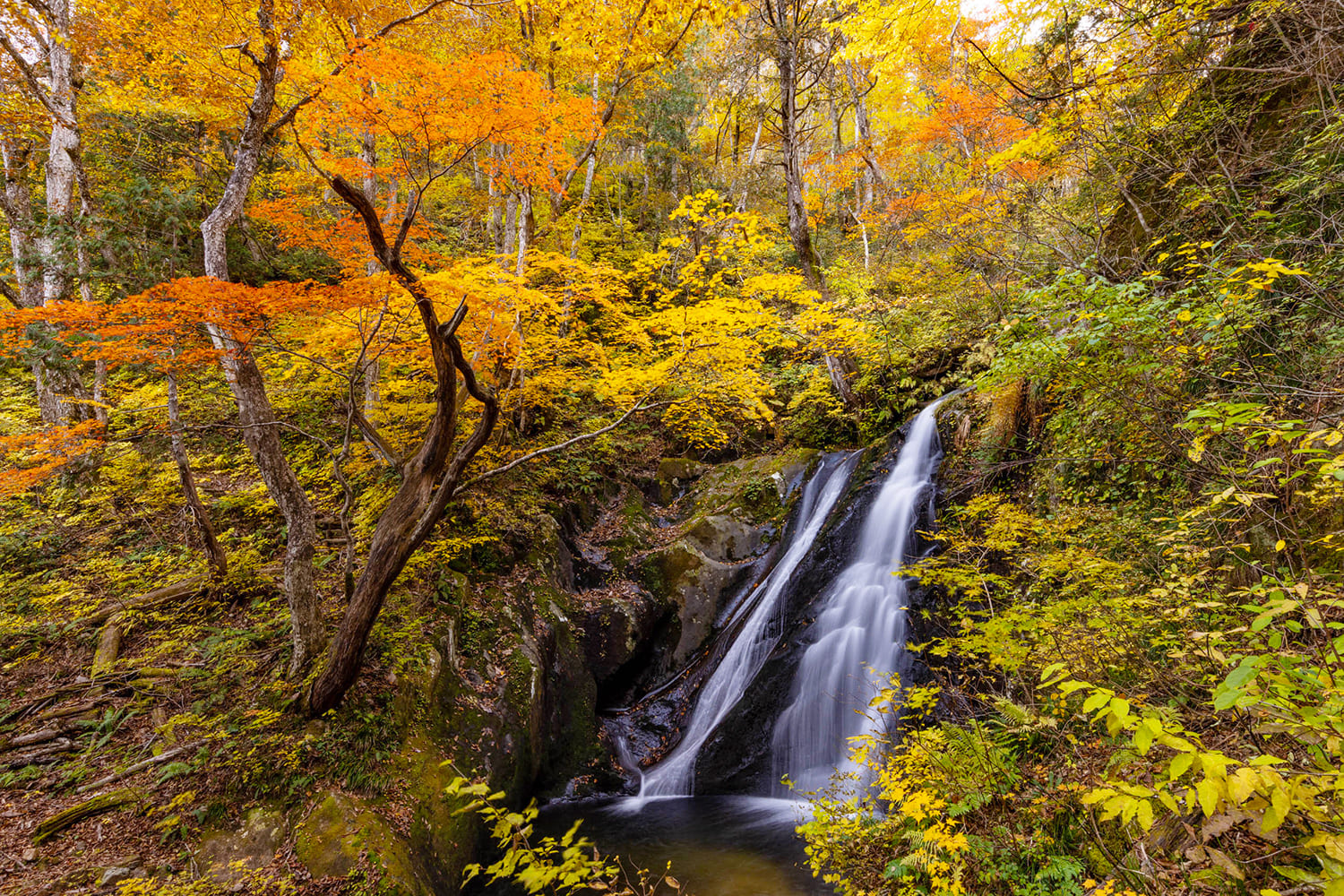 瀑布被色彩鮮豔的紅葉包裹著，其美麗非凡。 每年都會點燈（預計2025年取消）。