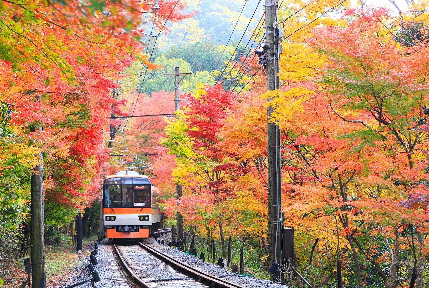 「楓樹隧道」從11月上旬開始變色，到11月下旬變成深紅色。
