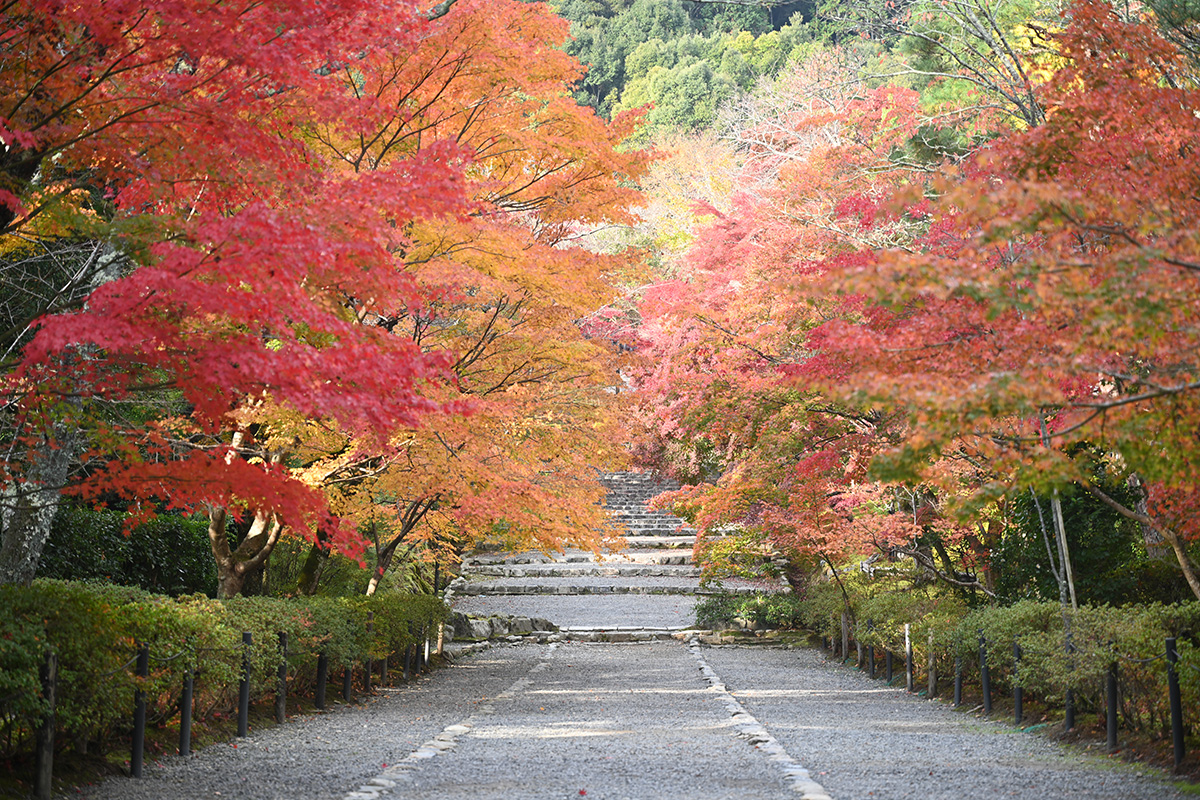 從主門延伸出去的路線稱為「秋葉賽馬場」，是京都觀賞秋葉的最佳地點之一。