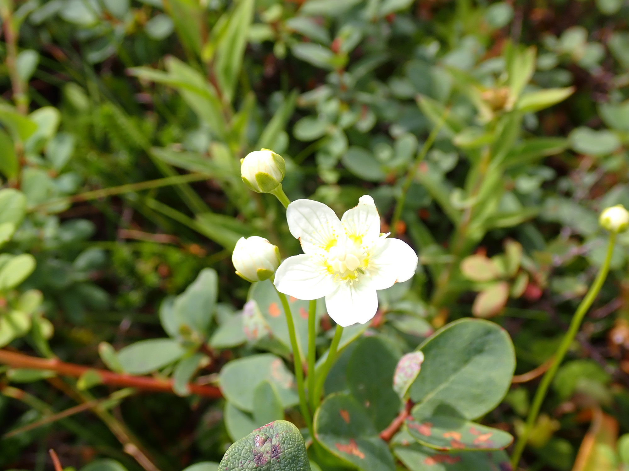 梅花草