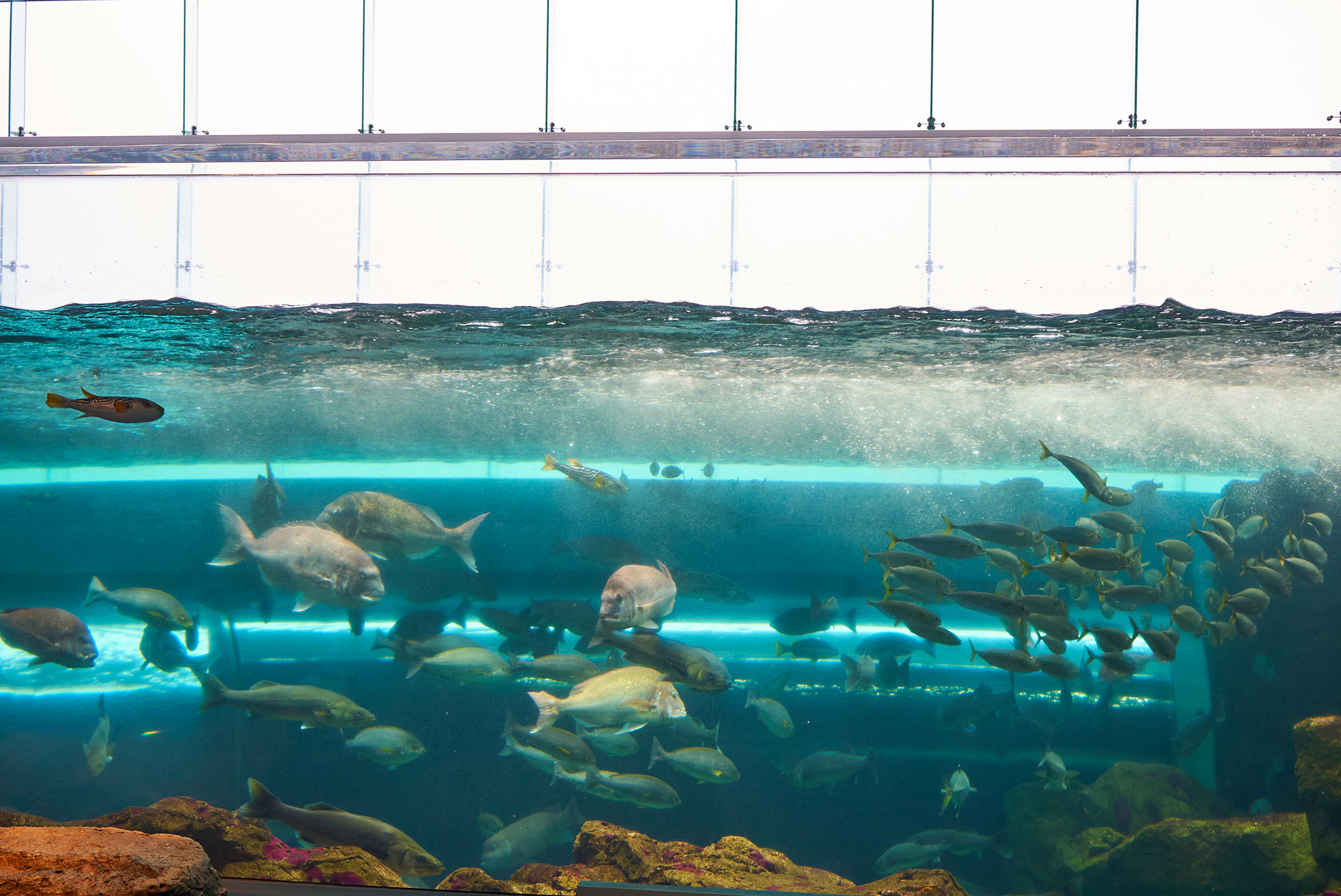  The tidal current changes about once a minute, allowing you to see different underwater scenes every hour