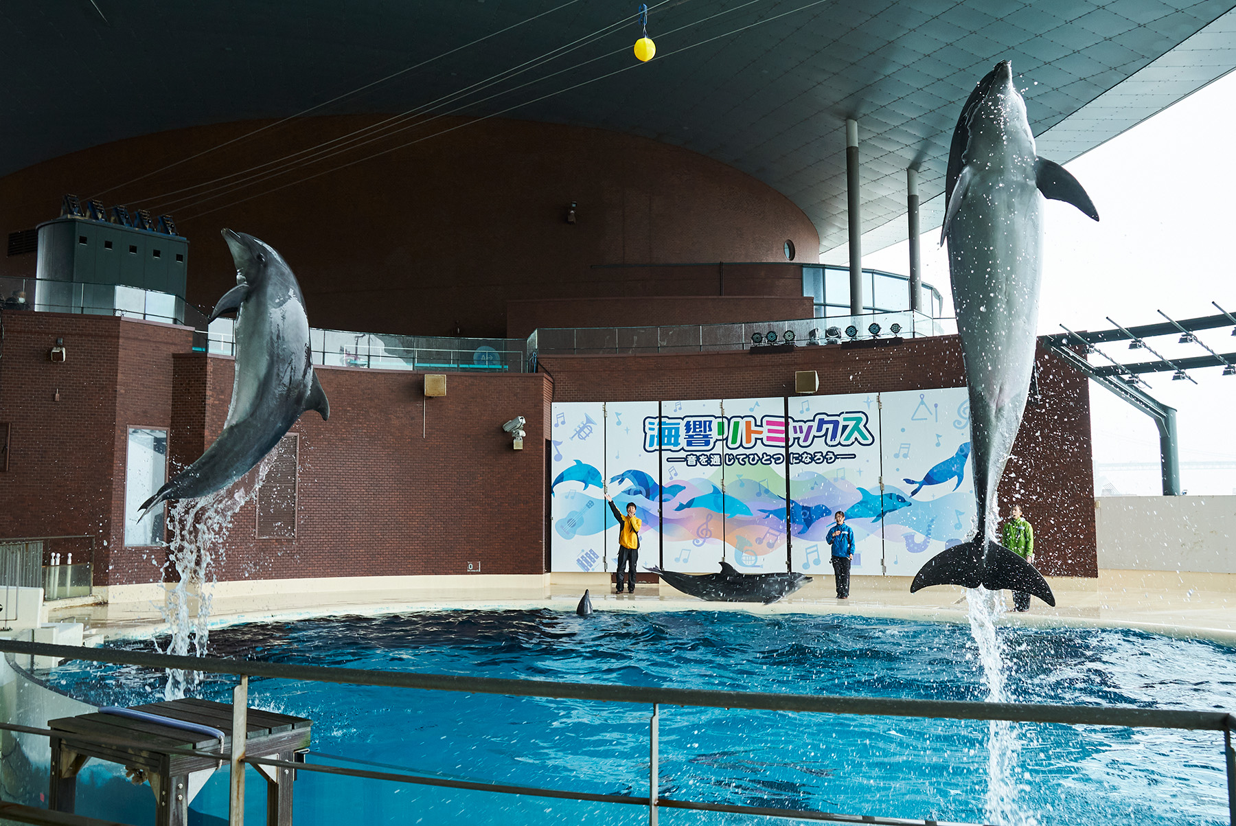  The seating area is close to the pool where the dolphins swim, allowing you to enjoy their overwhelming presence up close
