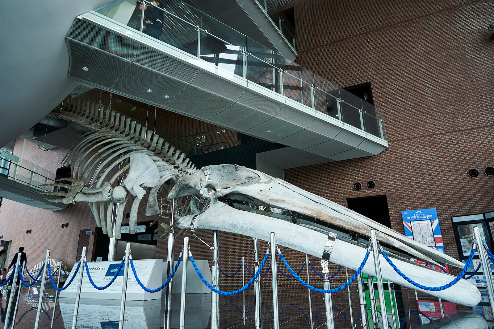  The massive blue whale skull is a spectacular photo spot.