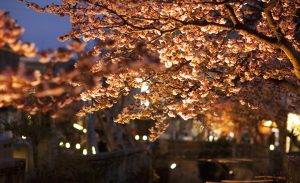 あたみ桜糸川桜祭り