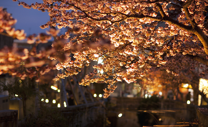 【2024年版】早咲きのあたみ桜を楽しむ！開花時期、名所を紹介