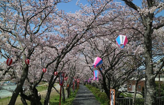 【2024年版】浜松の桜の名所9選。見頃や桜まつり情報をご紹介