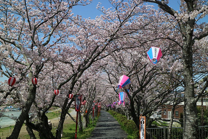 【2024年版】浜松の桜の名所9選。見頃や桜まつり情報をご紹介
