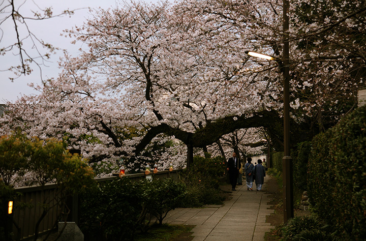 温泉街の風情を感じる桜並木