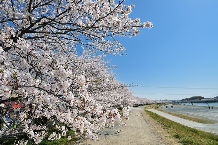 川沿いに連なる見事な桜並木／写真提供：浜松観光コンベンションビューロー
