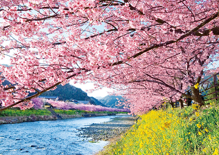 河津桜と菜の花のコントラストも美しい