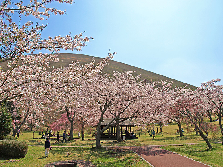 大室山を背景に様々な桜が咲き誇る