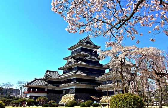 【2024年版】松本市内で桜を見るならここ！おすすめの名所・見頃をご紹介