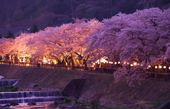 【2024年版】春の箱根を彩る桜の名所・見頃をご紹介