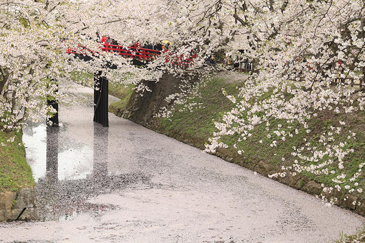 【2024年版】青森の桜はG.W.が見頃！弘前城などの花見スポット＆イベントをご紹介