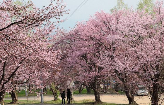 【2023年版】北海道の桜は5月まで楽しめる！お花見の名所6選