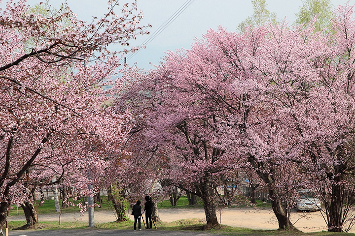 【2023年版】北海道の桜は5月まで楽しめる！お花見の名所6選