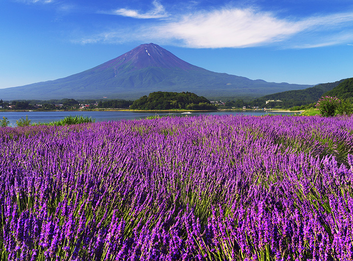 6月中旬～7月中旬には、富士山とラベンダーの絶景が見られるかも。