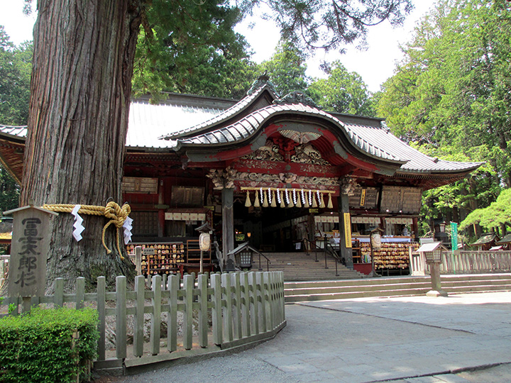 拝殿左にあるのが、県指定天然記念物第一号の冨士太郎杉