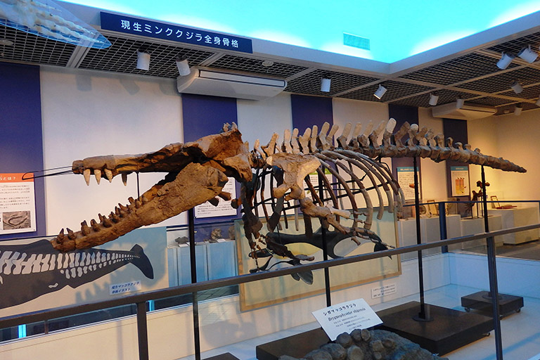 シガマッコウクジラの化石