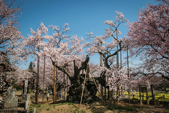 国の天然記念物に指定された「山高神代桜」