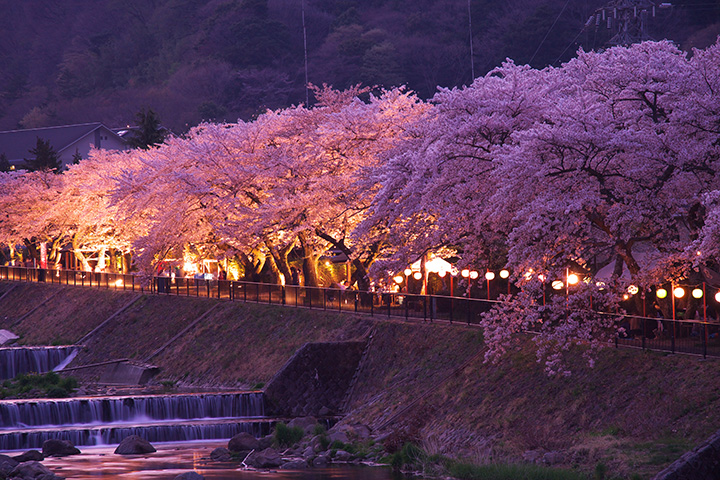 宮城野の桜（写真提供：箱根町企画観光部観光課）