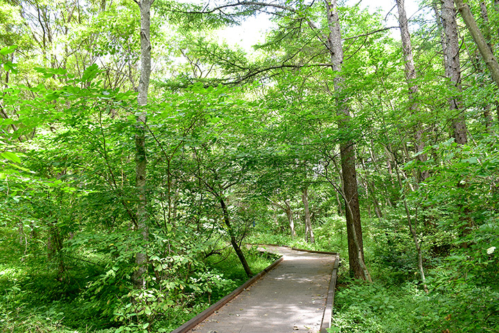 森の中の木道を歩いて深呼吸