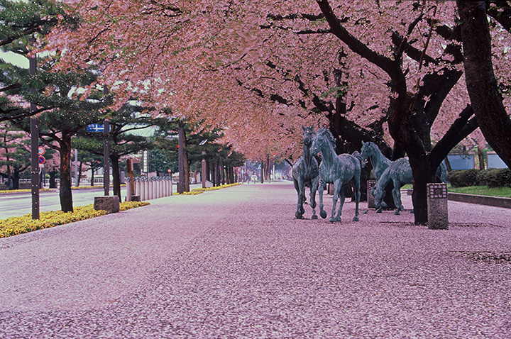 官庁街通りの桜並木