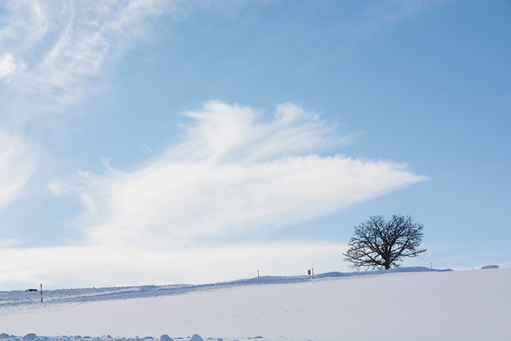 雪景色に映える一本の木