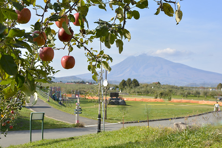 弘前市りんご公園。岩木山を背景にりんご畑が広がる
