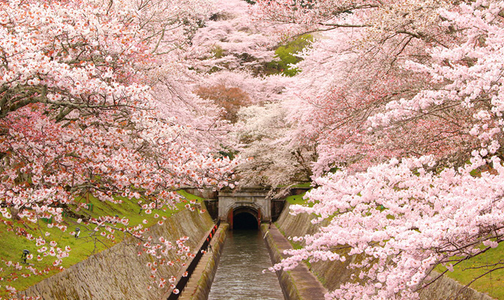 琵琶湖疎水の桜並木（写真：びわ湖大津観光協会）