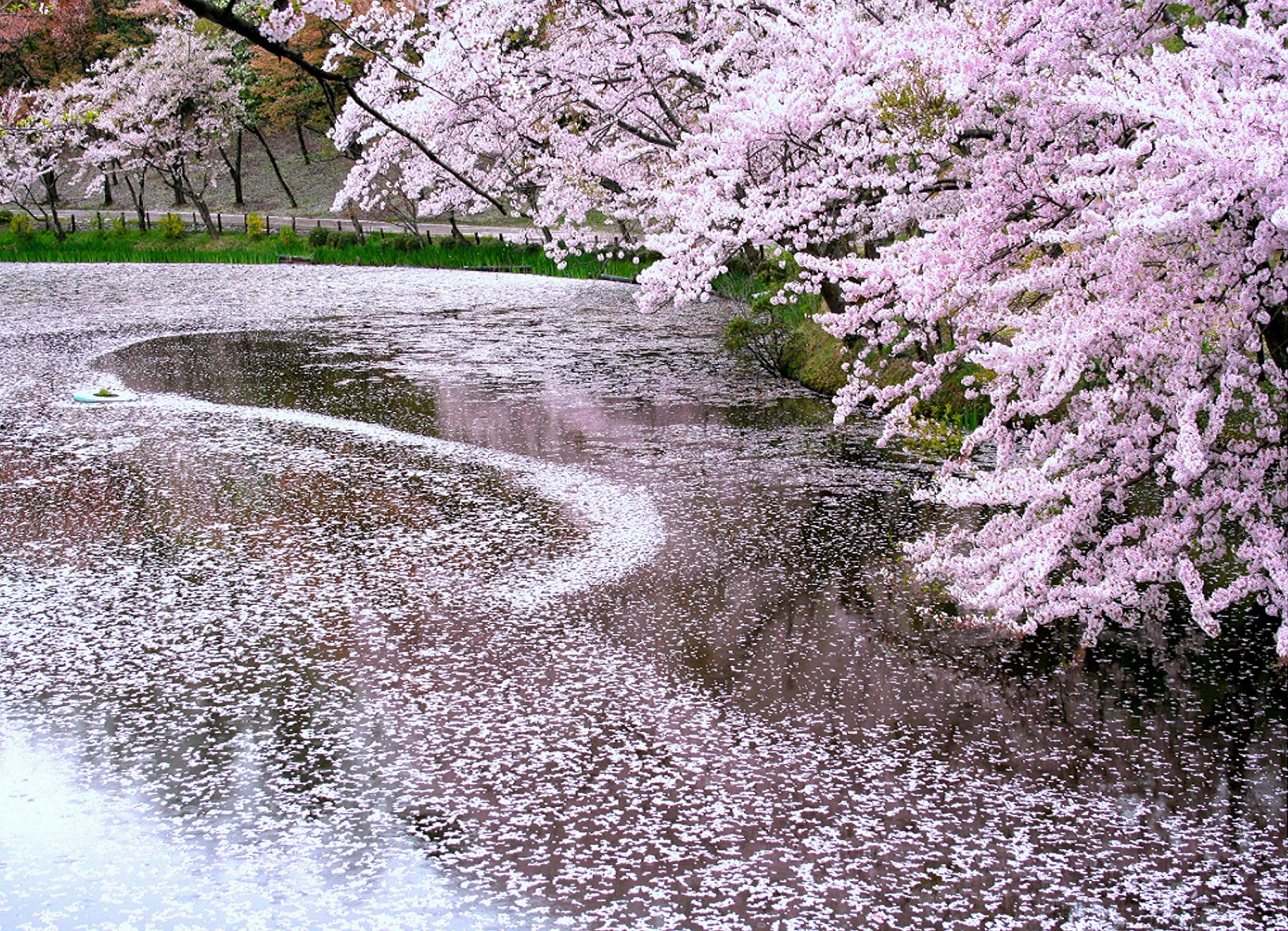 4月は桜、5月にはバラが見頃