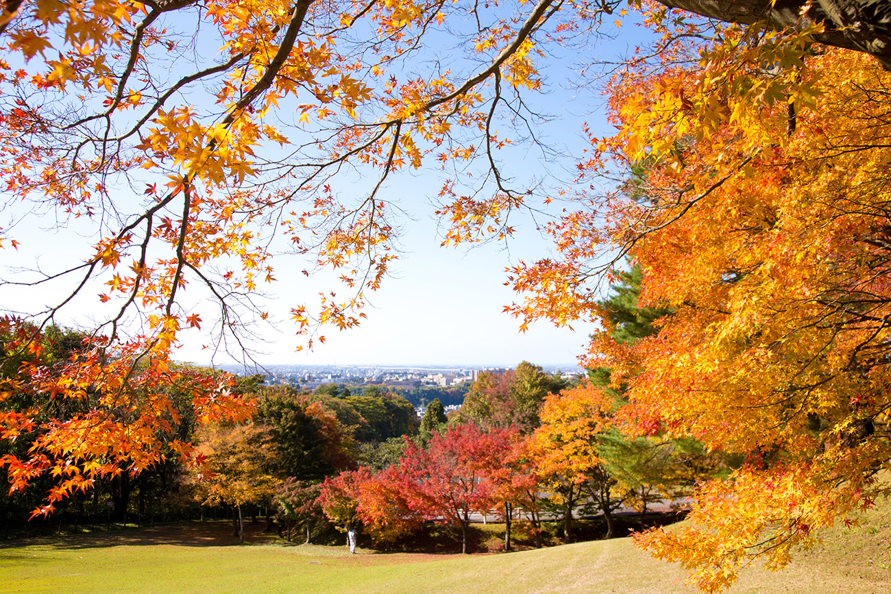 金沢市街を一望できる卯辰山の紅葉（写真提供：金沢市）