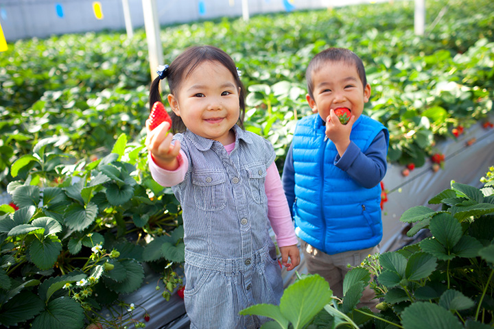 イチゴは高設栽培で、大人も子どもも摘み取りやすい高さ