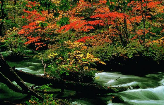 【2023年版】華麗に色づく青森県の紅葉スポット9選