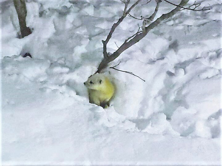 真っ白な雪の中に佇む野生のテン