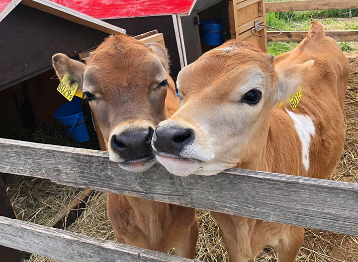 「子牛のミルクやり」「ジャージー牛の乳しぼり」などの体験プログラムが人気