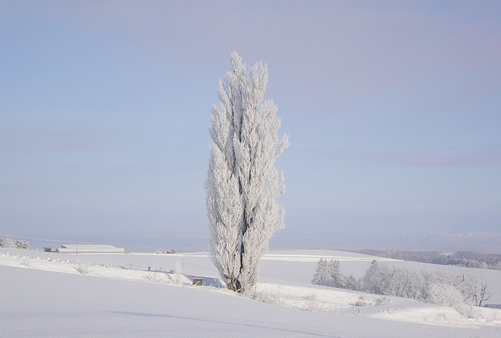 ケンとメリーの木。凍てつく寒さの日、運が良ければ霧氷に覆われた真っ白な姿が見られるかも