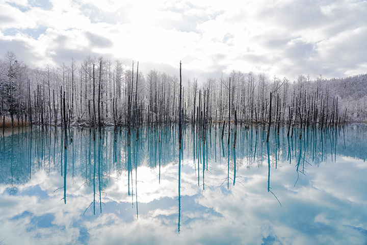 荒涼とした冬の森に透明なブルーが映える（写真提供：丘のまちびえいDMO　小倉博昭）