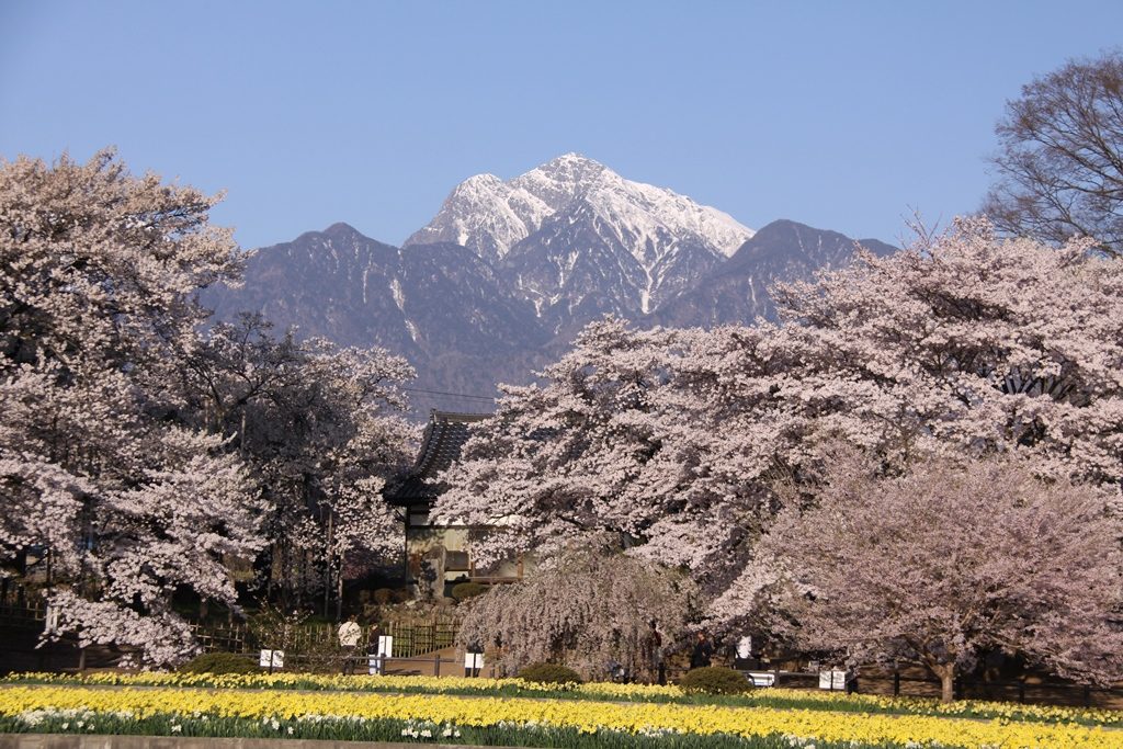 【2024年版】八ヶ岳・清里・小淵沢エリアでおすすめの桜の名所6選