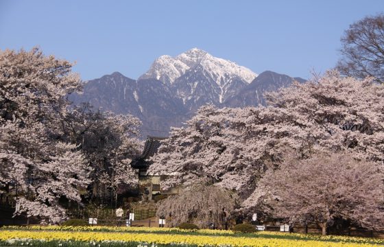 【2024年版】八ヶ岳・清里・小淵沢エリアでおすすめの桜の名所6選