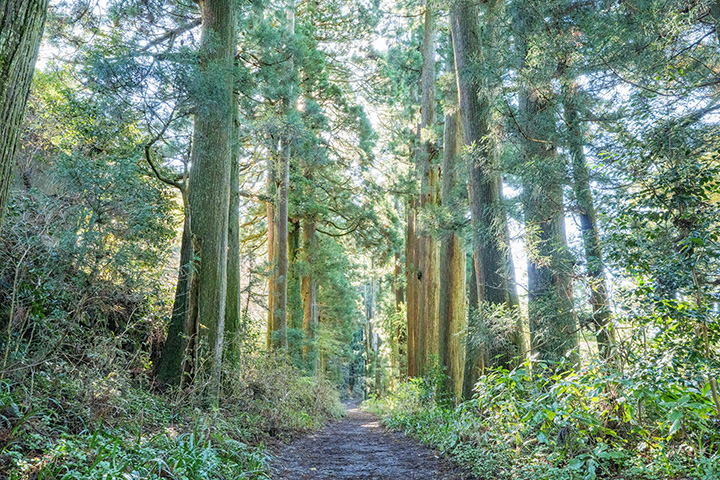 散歩道として人気の高い芦ノ湖畔の杉並木。樹齢およそ400年の杉の中を石畳が通る